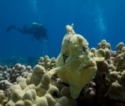 Frog & Levi Photoquads - don